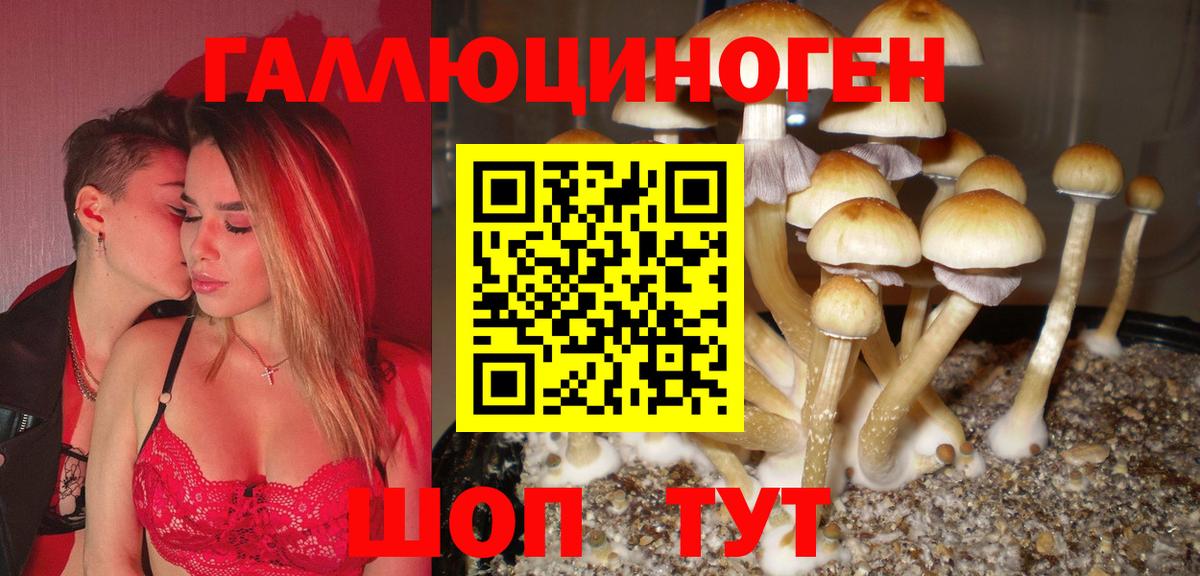 Ачхой-Мартан  Галлюциногенные грибы прущие грибы  Вход с VPN 